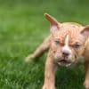 American Bully  puppies for sale photo 16