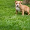 American Bully  puppies for sale photo 17