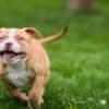American Bully  puppies for sale photo 18