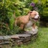 American Bully  puppies for sale photo 19