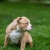 American Bully  puppies for sale photo 20