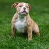 American Bully  puppies for sale photo 21