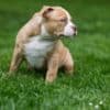 American Bully  puppies for sale photo 22