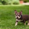 American Bully  puppies for sale photo 23