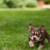American Bully  puppies for sale photo 24