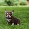 American Bully  puppies for sale photo 25