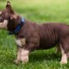 American Bully  puppies for sale photo 26