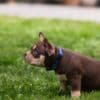 American Bully  puppies for sale photo 27