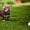 American Bully  puppies for sale photo 28