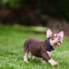 American Bully  puppies for sale photo 29
