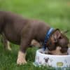 American Bully  puppies for sale photo 30