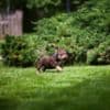American Bully  puppies for sale photo 31