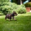 American Bully  puppies for sale photo 32
