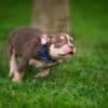 American Bully  puppies for sale photo 33