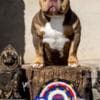 American Bully  puppies for sale photo 34