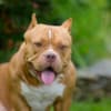 American Bully  puppies for sale photo 35