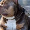 American Bully  puppies for sale photo 36
