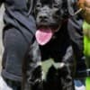 Cane Corso female puppy photo 1