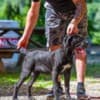 Cane Corso female puppy photo 2