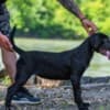 Cane Corso female puppy photo 3