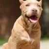 American Bully puppies photo 1