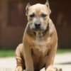 American Bully puppies photo 2