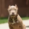American Bully puppies photo 3