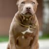 American Bully puppies photo 4