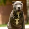 American Bully puppies photo 5
