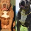 American Bully puppies photo 6