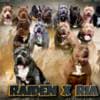American Bully puppies photo 7