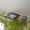 Talented  African Grey Parrots Available photo 1