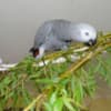 Talented  African Grey Parrots Available photo 3
