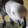 Talented  African Grey Parrots Available photo 4