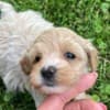 Maltipoo puppies for sale photo 1