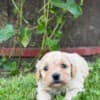 Maltipoo puppies for sale photo 2