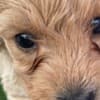 Maltipoo puppies for sale photo 3