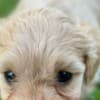 Maltipoo puppies for sale photo 4