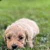 Maltipoo puppies for sale photo 6