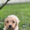 Maltipoo puppies for sale photo 7