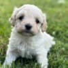 Maltipoo puppies for sale photo 9