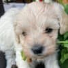 Maltipoo puppies for sale photo 10