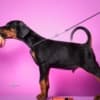 Doberman puppies photo 1