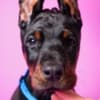 Doberman puppies photo 2