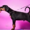 Doberman puppies photo 3
