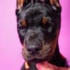 Doberman puppies photo 4