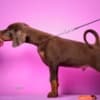 Doberman puppies photo 5