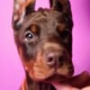Doberman puppies photo 6