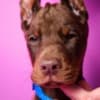 Doberman puppies photo 7