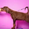 Doberman puppies photo 8